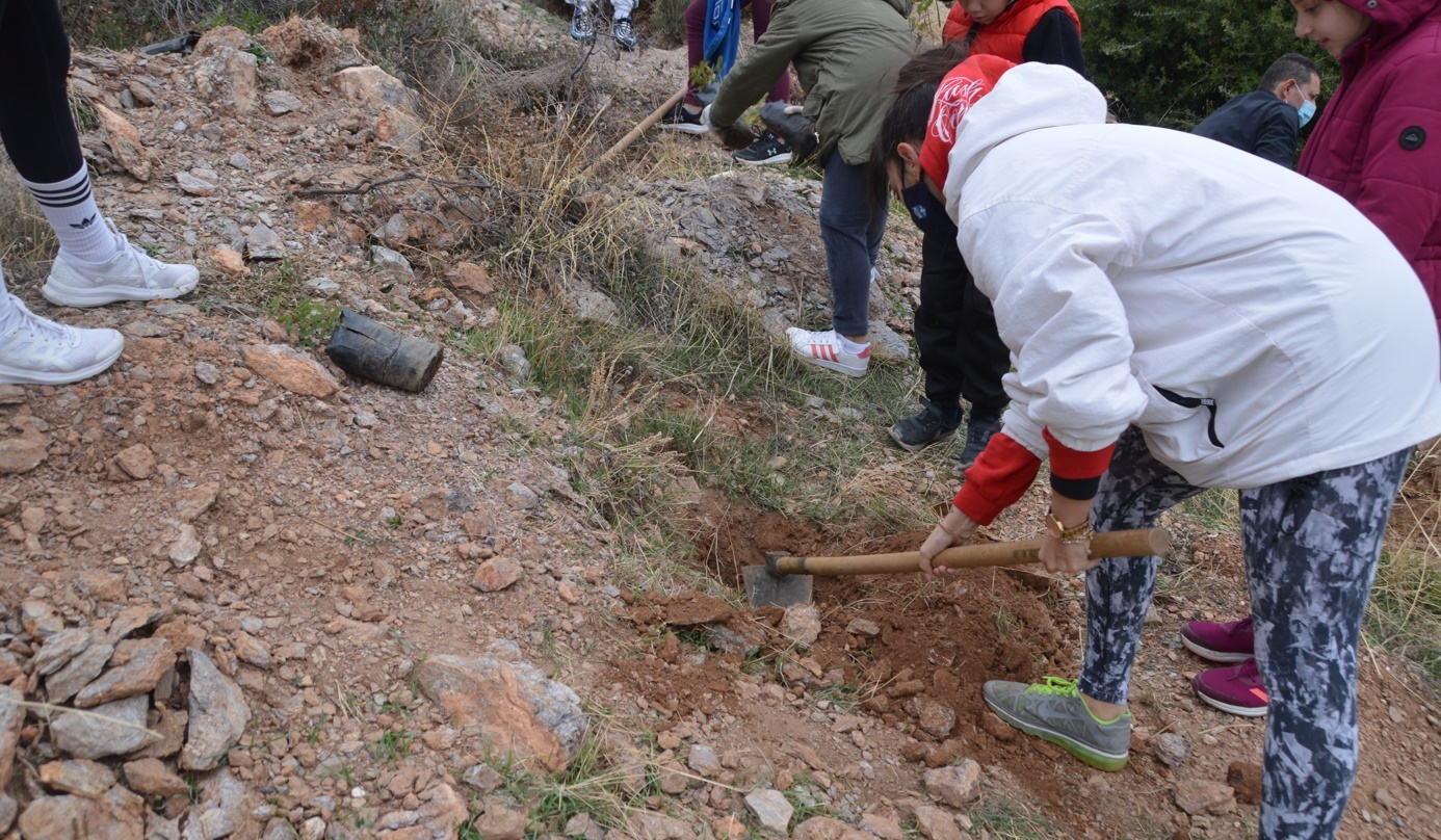 reforestation inside site